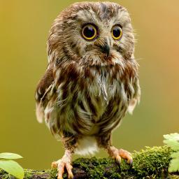 Hoot hoot means Follow me beyotches!!