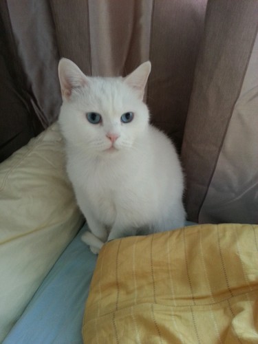 toptap_77's profile picture. 반백수 프리랜서 작가 겸 기자, 페스코 베지테리언, 고양이와 피아노, 스페인과 남미 여행을 꿈꾸는 까칠한 노처녀