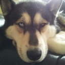 nigel richards - @sillyoldhector - Twitter