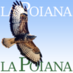 La Poiana 🦅 (@la_poiana) Twitter profile photo La Poiana 🦅 (@la_poiana) Twitter profile photo