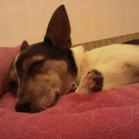 jdp🙂 (@jdp43jdp) 's Twitter Profile