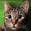 Sosok baik hati yang menikmati hidup apa adanya. Aktifis kucing, pembela hak hidup dan kebahagiaan mahluk alam semesta.