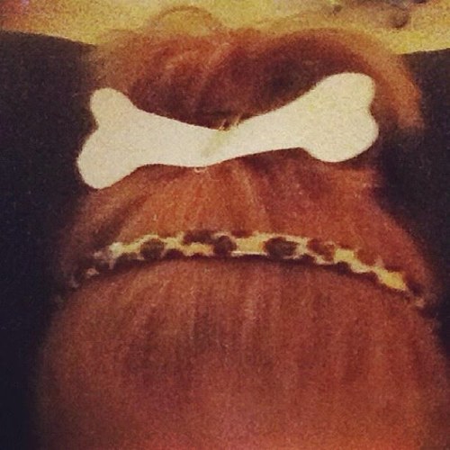 RedheadKy23's profile picture. I'm the redhead stepchild you poke fun of here to suck your soul.