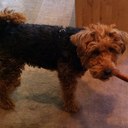 Sheila Dolan - @yotestypants - Twitter