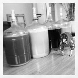 hoodratbrewing's profile picture. Award-winning small-batch beers featuring unique ingredients. Our beer is bottle-conditioned and never filtered. Like us: http://t.co/qMYo8EylmT