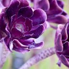 Blessed are those who can give without remembering and take without forgetting.—Elizabeth Bibesco