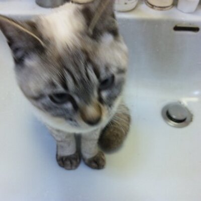 ありんこ