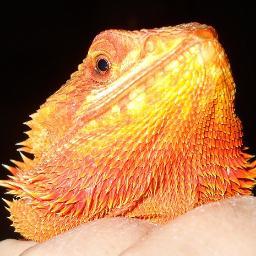 BeardedDragonFL's profile picture. Love to write about my 2
 Bearded Dragons.
Plenty of cool pictures and great information.