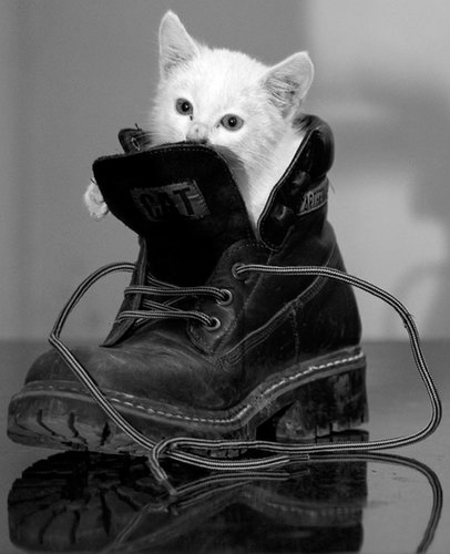 Pictures Of Cats , Cute Cat Pictures and cutest pictures of cats! Tweet us pictures with your lovely cat!