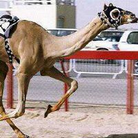 هيثم الدرعي (@haitham46717949) 's Twitter Profile