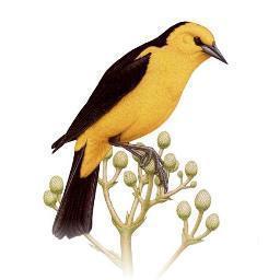 Iniciativa de Birdlife International para conservar los pastizales naturales del Cono Sur, junto a Aves Argentinas, Guyra Paraguay, SAVE Brasil y Aves Uruguay