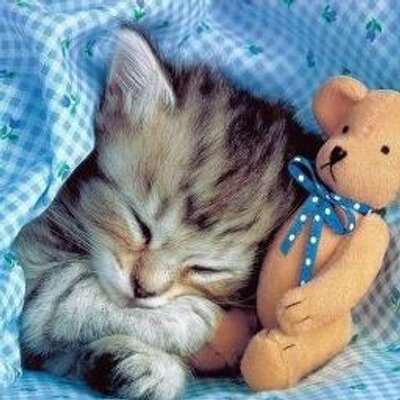 わんこ にゃんこ Wanko Nyanko Twitter