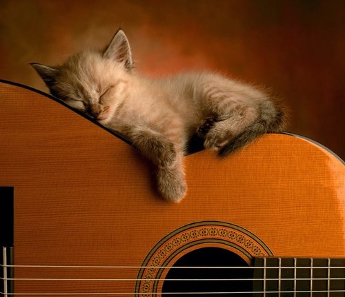 spencew123's profile picture. 14. Musician. Sports fan. Photographer. follow for a follow! Directioner. Swiftie