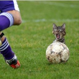 MCFC4653's profile picture. An average guy. Just with a Twitter account.