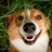 Anton_Sax's profile image