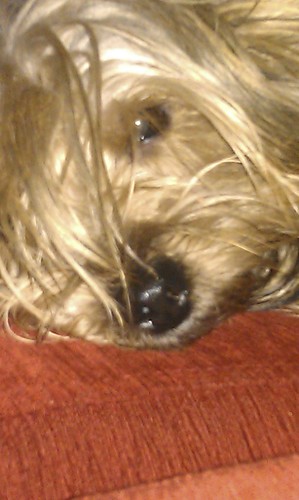 SiRaXiS's profile picture. To make you feel like,it's not too late,it's never to late.