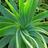 aloevera