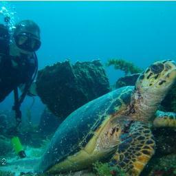 BESSETTESYLVAIN's profile picture. Comptable et maniaque de plongée sous-marine.