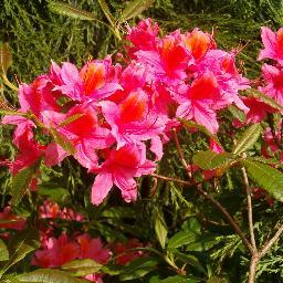 FoRP_Thornhill's profile picture. The Friends of Rectory Park