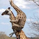 Alan Daly - @dalylally - Twitter