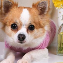 Haii, followers!! My name is Chloe and I'm here to give you some funny and inspirational quotes about Chihuahua's! :)
