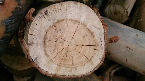 Tree info and related tweetery. Eco friendly tree business in SE england