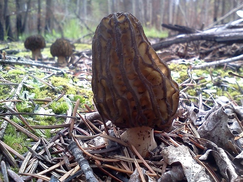 Collecting wild food in the Okanagan, supplying chefs with the best ingredients available to us.