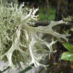 mzgrj's profile picture. Retired