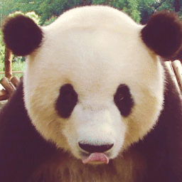 ♫ Free Panda hugs, Follow if you love pandas! ♫