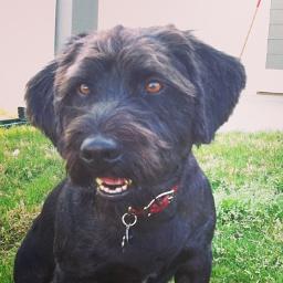 I'm a rescue dog that was on death row until my human @leeannmarcel found me!