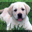 danielle loucks - @daniellebunni - Twitter