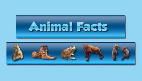 TheAnimal_Facts's profile picture. 