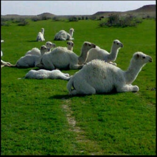 في دستور الكرامه الراحل عمداً يستوجب نسيانه .