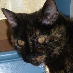 In Memorial OTRB 7/23/2014 Iz former Community Cat now haz nice home wid two peepoles. I sing in da morning, inspect meez garden and nap in da sun,