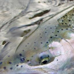 A (sometimes) daily dose of chrome for lovers of wild steelhead.     Casting for steelhead is like calling God on the telephone. -Ian Frazier