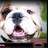 Arkansasdawg's profile image