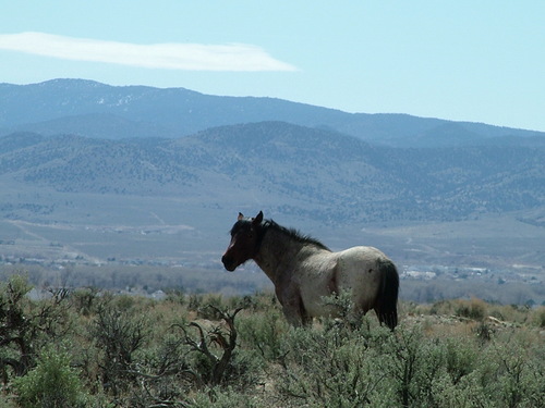 Fighting for Nevada WIld Horses