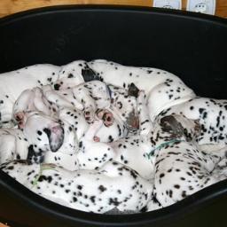 FloresTejada's profile picture. 