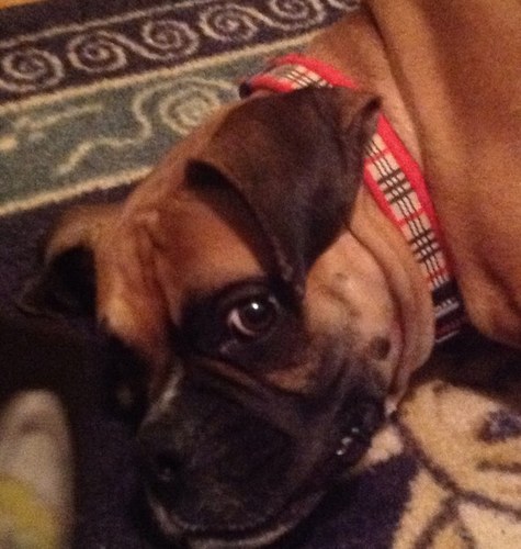 Im a boxer! Im crazy so GET OVER IT! Im two years old, and i sleep alot, and im pertty firendly!!!  ps i love justine