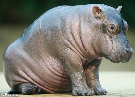 AnAverageHippo's profile picture. I'm an average hippo... that tweets.