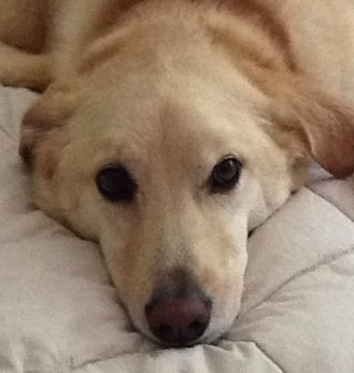 cjcavallaro's profile picture. 