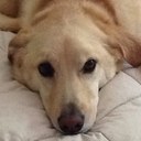 Chris Cavallaro - @cjcavallaro - Twitter