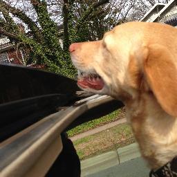 Captain Chaos, The Master of Disaster & Expert Counter Surfer. Are you going to eat that? #Raleigh #Dog ❤️ my mom @teemariaz