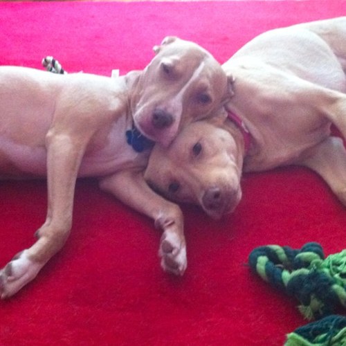 We go through life dispelling your stereotypes. We are spoiled by our mom @EireGal1980. Our hobbies: cuddling and spooning. Our motto: we will f*ing lick you!!