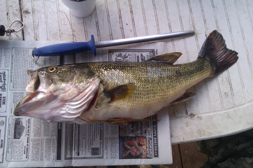 calvin62668's profile picture. fishing,deer hunting,electrical repair,shooting my bow