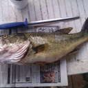 Calvin Kline - @calvin62668 - Twitter