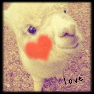 Alpaca ice*。さんのプロフィール画像