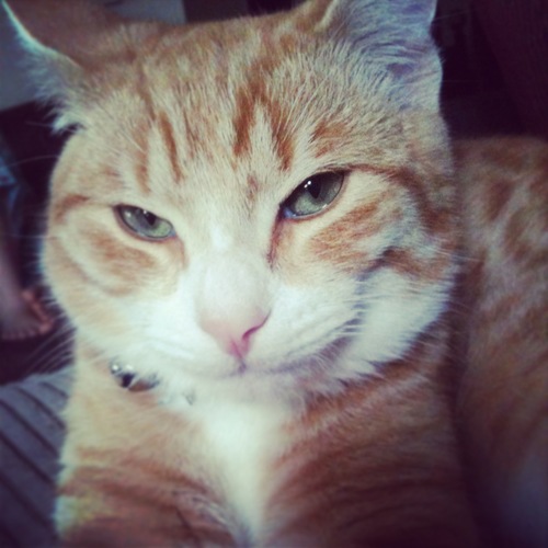 SexyGeorge007's profile picture. Nemo is one sexy fish... Im Sexy and i Know It!!!.... Having an affair with @Harry_Styles Cat Molly. 3