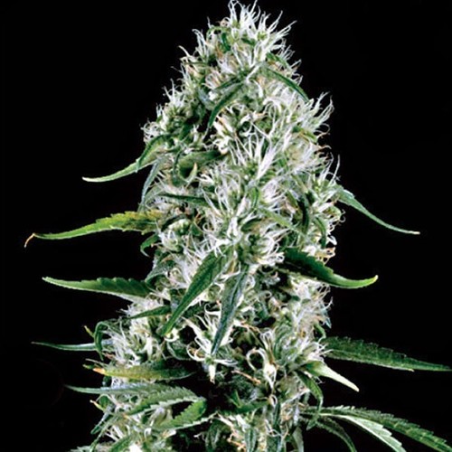 Esto es un twitter, de lo sana que es la Marihuana. SMOKE WEED EVERY DAY!!