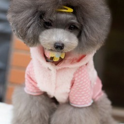 puppycircle's profile picture. #dog-fashion, #pet-couture, # dog-tips 
Boutique style high fashion pet apparel store. 
Lets connect on FB. https://t.co/NkSIorRbUa